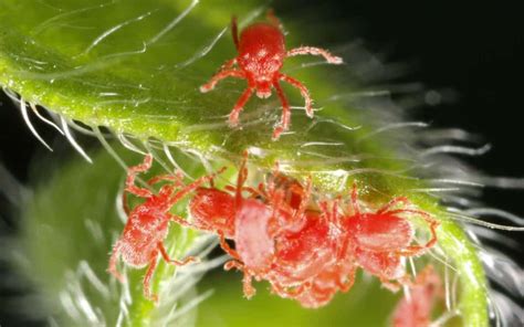  L'Araignée Rouge! Un Défi à la Nature et une Ode à l'Abstraction