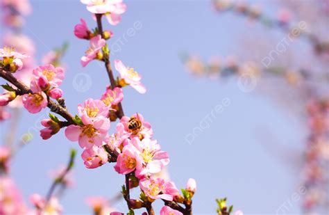 The Peach Blossom Spring - Délicatesse florale et rêve contemplatif