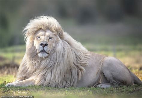  Le Lion de l'Afrique ?  Une Exploration Sculpturale de la Fierté et de la Dignité !